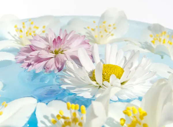 Delicati fiori estivi — Foto Stock