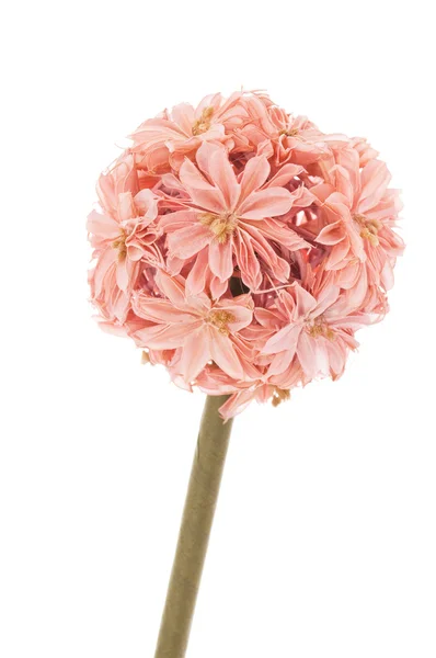 Декоративный искусственный цветок — стоковое фото