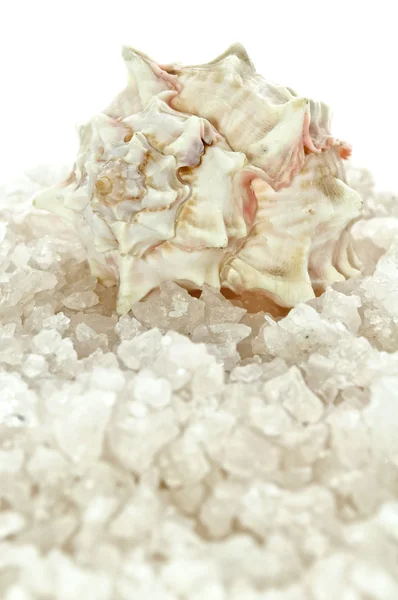 Bath Salt and Seashell — Stock Photo, Image
