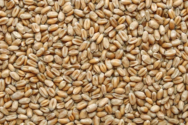 Wheat Grains — Stock Photo, Image
