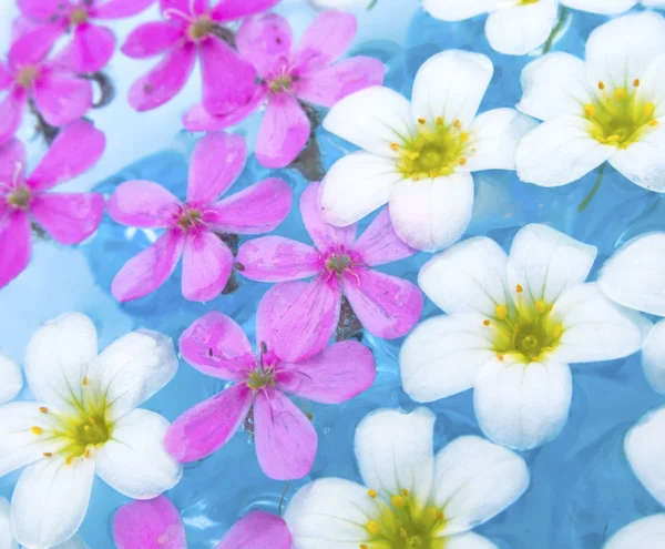 Курортные цветы на воде — стоковое фото