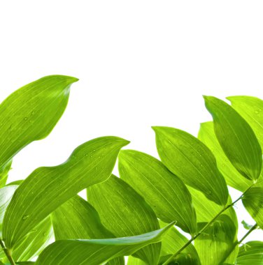 Green Leaves clipart