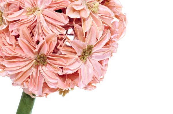Dekoracyjnych kwiatów sztucznych — Zdjęcie stockowe