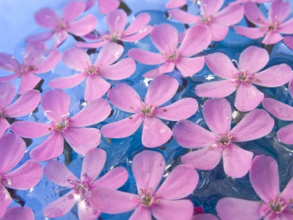 Zwevende zomerbloemen — Stockfoto