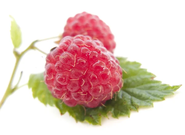 Juicy Raspberries on Green Leaf — Stock Photo, Image