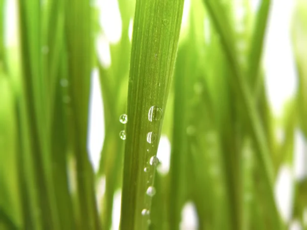 Summer Grass — Stock Photo, Image