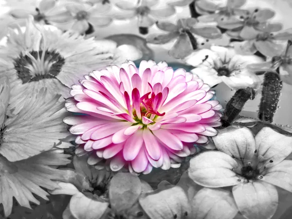 Pink Marguerite — Stock Photo, Image