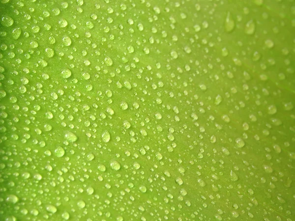 Foglia verde fresco con gocce di rugiada — Foto Stock