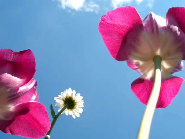 Tulipani nel cielo — Foto Stock