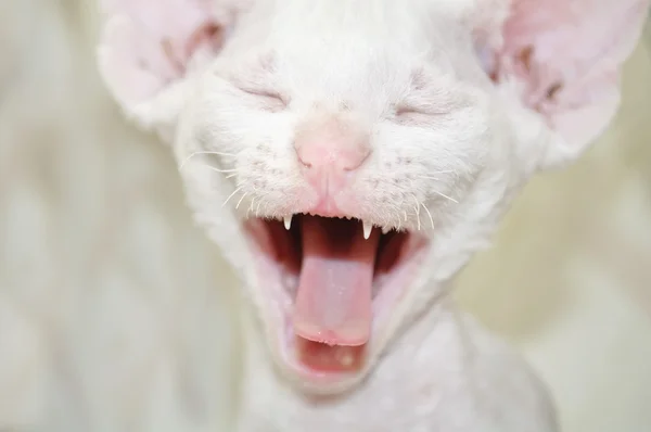 Mewing yavru kedi — Stok fotoğraf