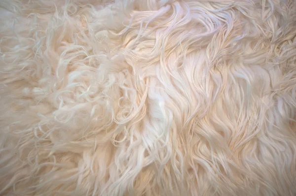 ラマの毛皮 — ストック写真