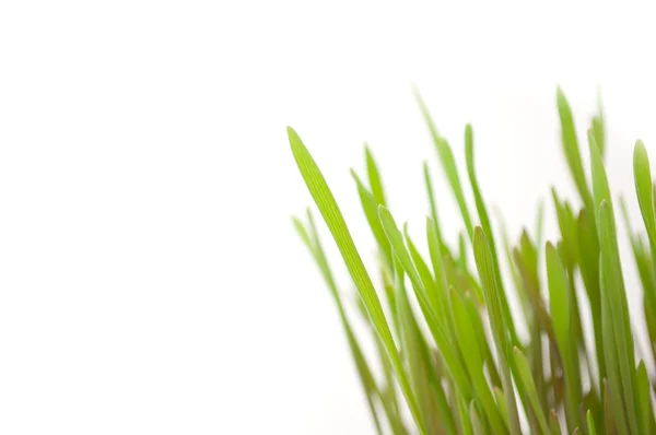 Green Wheat Sprouts — Stock Photo, Image