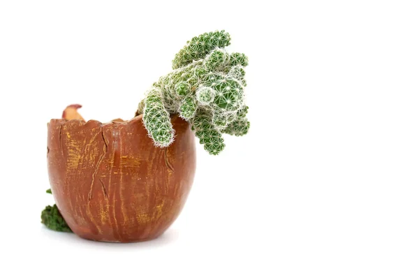 Cacto em um vaso de plantas — Fotografia de Stock