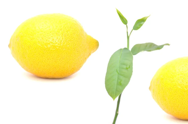 柠檬水果和柠檬树 — 图库照片