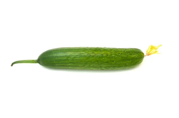 Fresh Cucumber — Stock Photo, Image