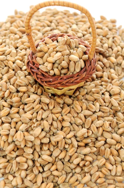 Wheat Grains — Stock Photo, Image