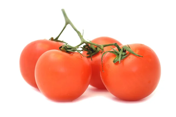 Branch of Tomatoes — Stock Photo, Image