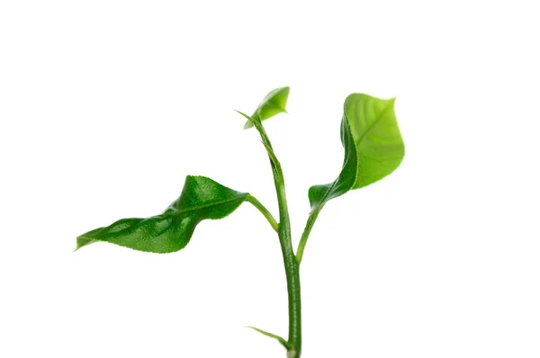 Liten grön växt — Stockfoto