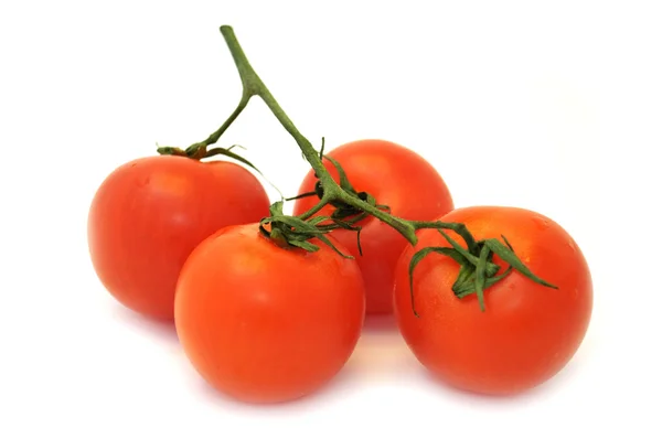 토마토의 가지 — 스톡 사진