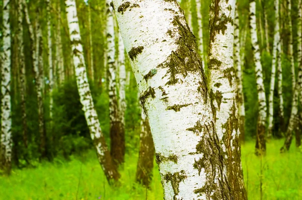 ป่าเบิร์ช — ภาพถ่ายสต็อก