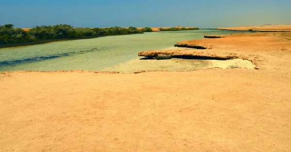 stock image Mangraves in Sinai