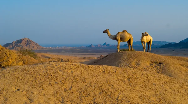Два верблюди в пустелі Стокова Картинка