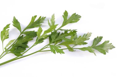 Green parsley clipart