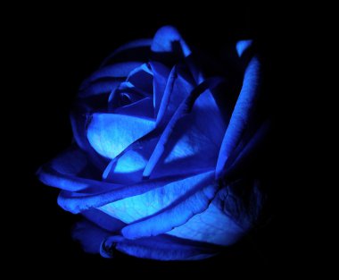 Dark blue rose clipart