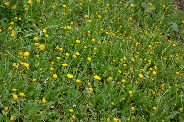 stock image Yellow flowers