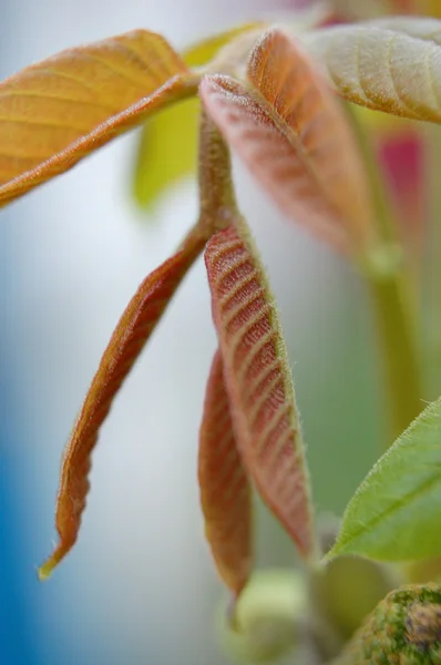 Листя червоного горіха — стокове фото