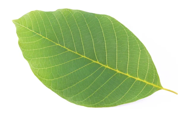 Trädlevande grönt blad — Stockfoto