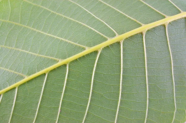 Stromový zelený list — Stock fotografie