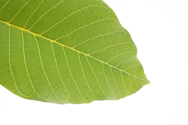 Baumgrünes Blatt — Stockfoto