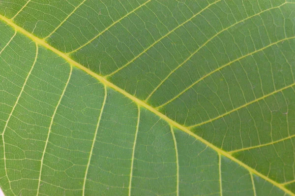 Baumgrünes Blatt — Stockfoto