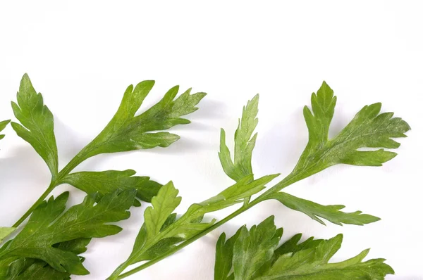 Green parsley on a white background — Stock Photo, Image