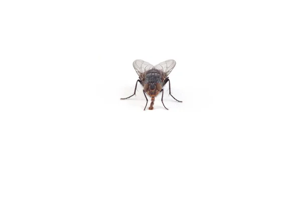 Чёрная муха — стоковое фото
