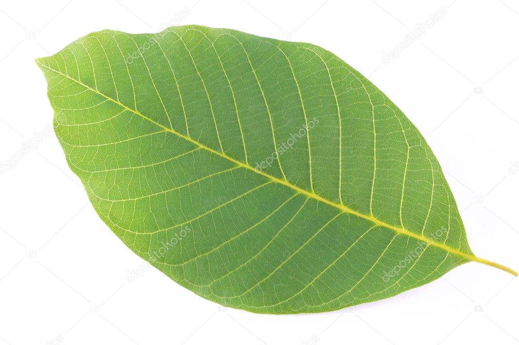 Arboreal green leaf
