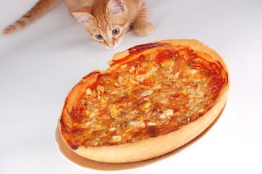 bir kedi pizza kokuyor