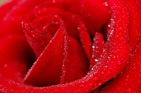 Bloemblaadjes van rode roos — Stockfoto