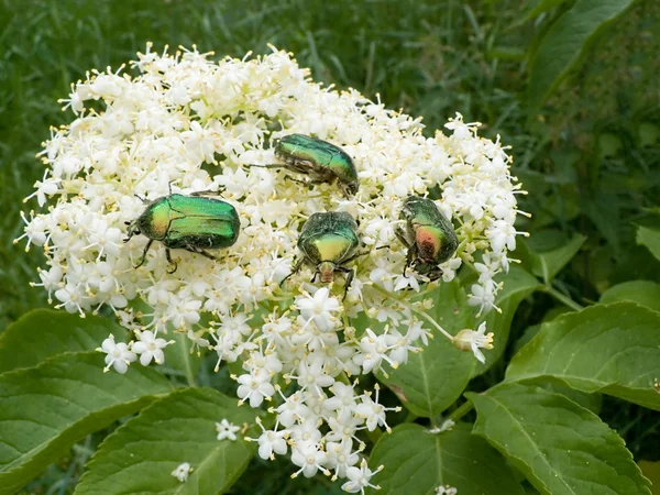 stock image Summer beetle