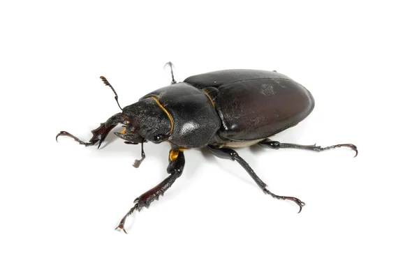 Escarabajo ciervo —  Fotos de Stock