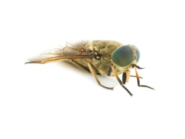 Gad-fly clipart