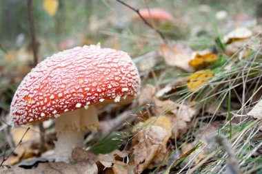 sinek agaric mantar