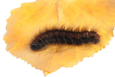 Caterpillar clipart