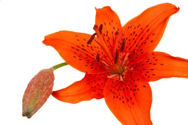 Red tiger lily clipart