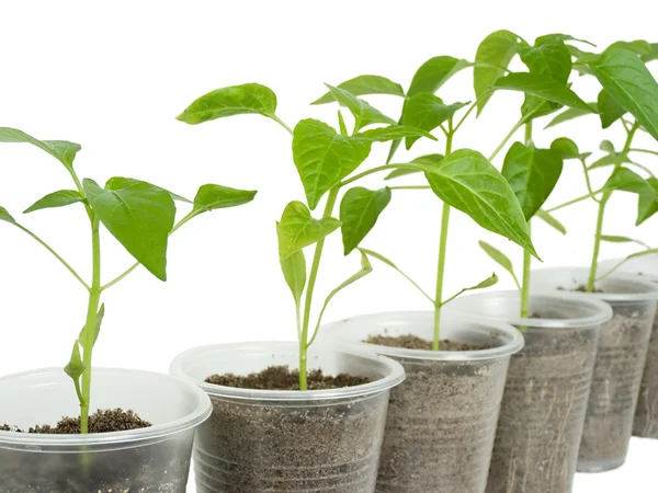 stock image Sprouts