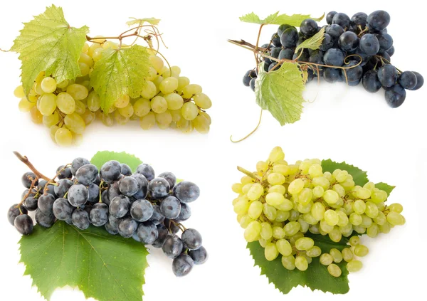 Mieszane winogron — Zdjęcie stockowe