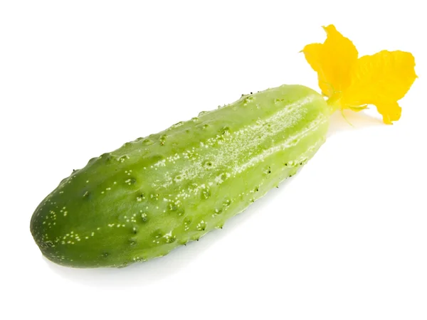 stock image Cucumber