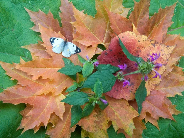 Φθινόπωρο νεκρή φύση με μια πεταλούδα — Φωτογραφία Αρχείου