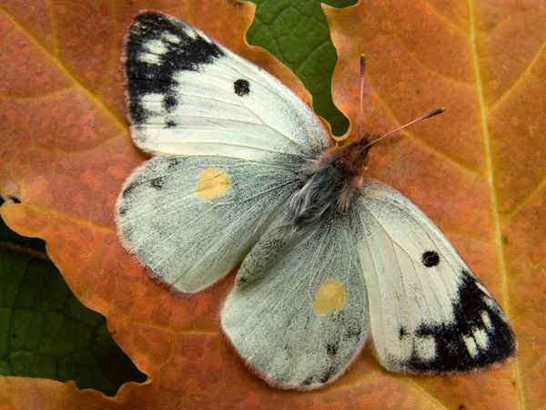 Jesień motyl — Zdjęcie stockowe